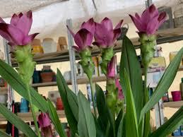 Image result for Pimpinella alismatifolia