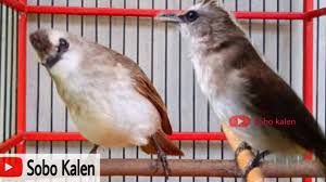 Aug 16, 2021 · cara masteran burung kicauan menggunakan mp3 gambar burung kicau. Download Terock Mp4 Mp3 3gp Naijagreenmovies Fzmovies Netnaija