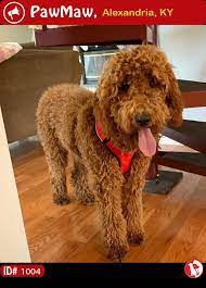 Let Your Nearby People Know Ollie Was Lost On 11 26 2018 In 421 Joann Lane Al Losing A Dog Curly Dogs Losing A Pet
