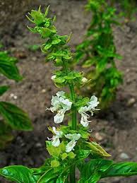 Image result for Ocimum urundense