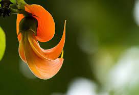 We did not find results for: 10 Puja Flowers That Can Be Offered To God