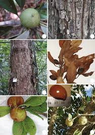 Image result for Sapotaceae