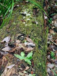 Image result for Hyparrhenia poecilotricha
