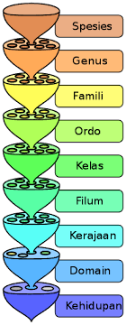 Luas permukaan bangun ruang gabunganadalah jumlah luas sisi yang berada di permukaan bangun ruang yang digabung. Biologi Wikipedia Bahasa Indonesia Ensiklopedia Bebas