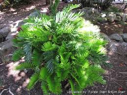 Image result for Grangea zambesiaca