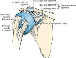 Maybe you would like to learn more about one of these? The Biceps Tendon Musculoskeletal Key