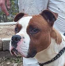 Eher lockt lockt sie sie ins haus ;) Boxer Pitbull Mischling Junior Rude Zuhause Gefunden Tierhilfe Spanien E V Happy Ends Archiv Von Zergportal De
