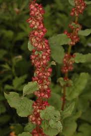 Image result for Rumex nepalensis