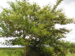 Image result for Acacia polyacantha