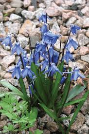 Blue rare lily seeds for yard gardening plant,50pcs blue rare lily seeds planting lilium flower home bonsai garden decor by mosichi 146 $11.99 $ 11. 33 Bulbs You Need To Plant This Fall For A Beautiful Spring Garden Blue Spring Flowers Flower Garden Design Planting Flowers