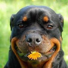 They are a bit on the larger side, vet check, vaccinated and deworm. Rottweiler Hearts Rescue Home Facebook