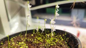 Image result for Utricularia sp.no.1