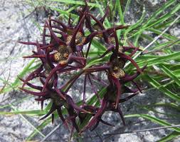 Image result for Agelanthus keilii