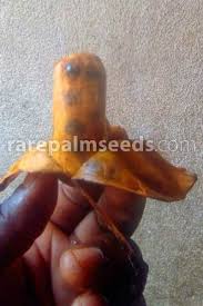 Image result for Ensete gilletii