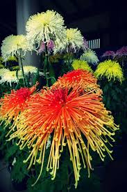 In Love With These Japanese Chrysanthemum Japanesegardening Chrysanthemum Flower Japanese Chrysanthemum Beautiful Flowers