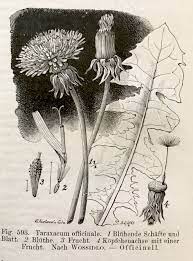 Dandelion 1895 Dandelion Plant Dandelion Botanical Illustration