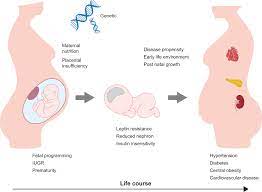 Risk Of Hypertension Following Perinatal Adversity Iugr And Prematurity In Journal Of Endocrinology Volume 242 Issue 1 2019
