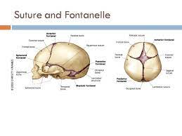 Suture And Fontanelle Online Biology Notes