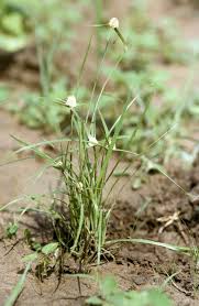 Image result for Kyllinga odorata