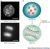 Image result for How the shape of chromosomes vary with respect to mitosis and interphase.