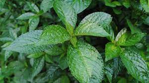 Tanaman keji beling atau pecah beling atau sambaing ini memiliki banyak manfaat untuk untuk lebih lengkap mengenal khasiat keji beling, bisa anda simak selengkapnya berikut ini. Keji Beling Tanaman Semak Yang Mampu Obati Maag