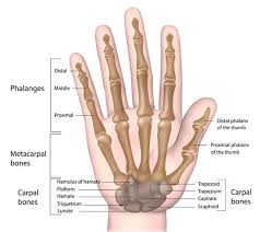 We did not find results for: Sprained Thumb Symptoms Causes Treatment Taping