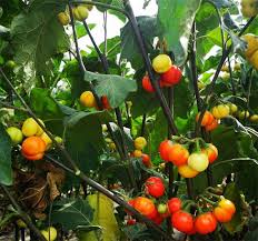 Image result for Solanum capsicoides