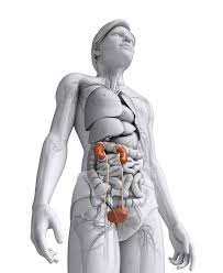 A List Of Kidney Diseases Joshua Schwimmer Md Nephrology And Hypertension