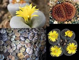 Image result for Aizoaceae