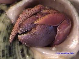 These fascinating creatures can actually live for up to 40 years. Hermit Crabs Com Your Hermit Crab Care Headquarters