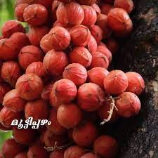 Wir freuen uns, euch bewirten zu dürfen! Buy Mutti Pazham Online Lowest Pirce All India Delivery Greens Of Kerala