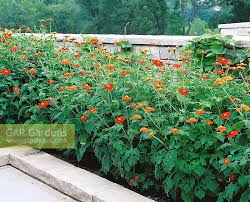 Image result for Tithonia rotundifolia