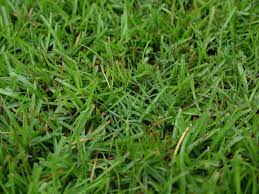 How To Remove Bermudagrass And Centipede From A Zoysia Lawn