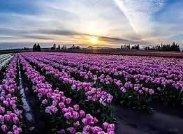 خلفيات طبيعة خلابة وساحرة زهور التوليب في هولندا drawings artworks outdoor farmland vineyard