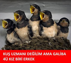 Kus Uzmani Degilim Ama Galiba 4u Kiz Biri Erkek Mizah Matrak Komik Espri En Komik Fotograflar En Komik Alintilar Komik