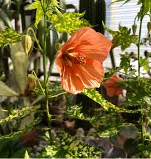 Image result for Abutilon rehmannii