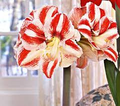 Amaryllis Clown 1 Bulb In Green Nursery Pot White Flower Farm Amaryllis Amaryllis Flowers