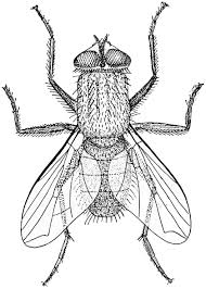 House Fly Characteristics Life Cycle And Control Measures