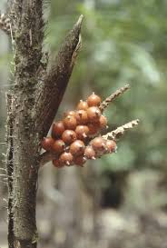 Image result for Eremospatha cuspidata