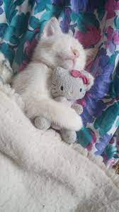 Cute Kittens Compilation Cute Cats Dp Kittens Cutest Cute Cats And Kittens Cats