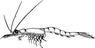 Image result for Cyperus breviradius