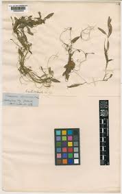 Image result for Potamogeton octandrus