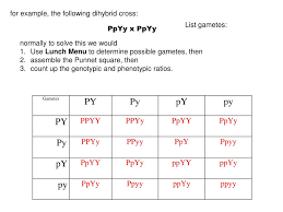 The dihybrid cross punnett square calculator allows you to calculate the chances that 2 traits will be inherited at 81 versions of the punnett square! Ppt Chapter 3 Punnett Square Vs Fork Line Method For Working Two Trait Genetic Problems Powerpoint Presentation Id 3600435