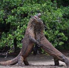 The rams escaped relegation to the third tier by the skin of their teeth on the final day of last … Biologie Komodowarane Sind Gemeingefahrliche Raubtiere Welt
