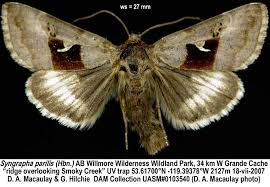 Image result for Syngrapha parilis