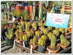 See deals for mesquite hotels! 12 30 15 Mesquite Valley Growers Tucson Az