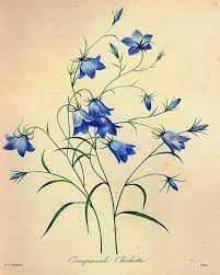 Instant Digitial Download French Redoute Clochette Bellflower Chart Antique Image Botanical Vin Wildflower Drawing Flower Illustration Vintage Botanical Prints