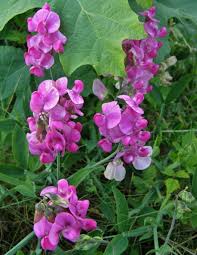 Image result for Lathyrus