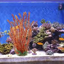Salt Water Aquarium Design Decorate Your Aquarium And Fish Bowl With A Very Low Cost This Inexpens In 2020 Freshwater Aquarium Plants Fish Tank Plants Nature Aquarium