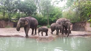 World Elephant Day To Be Celebrated Aug 12 At Saint Louis Zoo Clayton Times